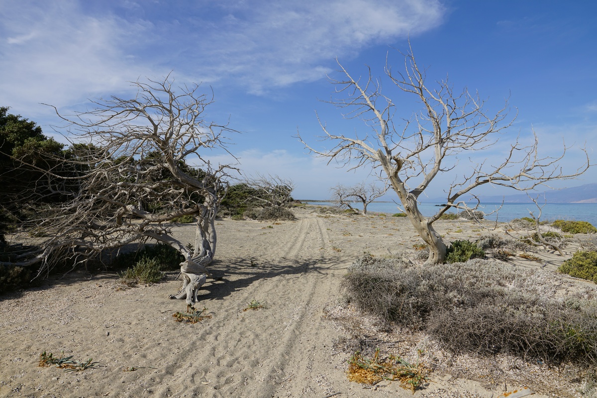 Tote Wacholderbäume zwischen Belegrína- und Chatzovólakas-Strand auf Chrysí bei Kreta