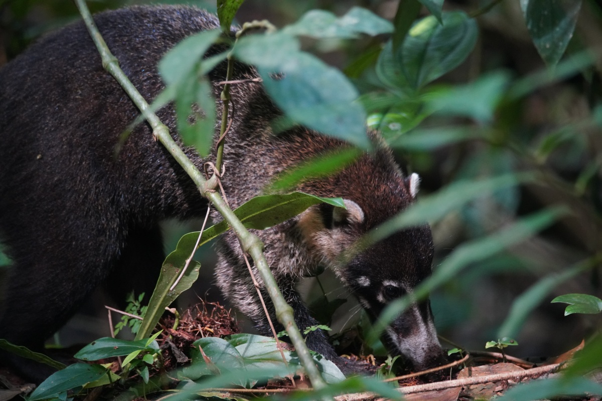 Nasenbär im Arenal-Nationalpark