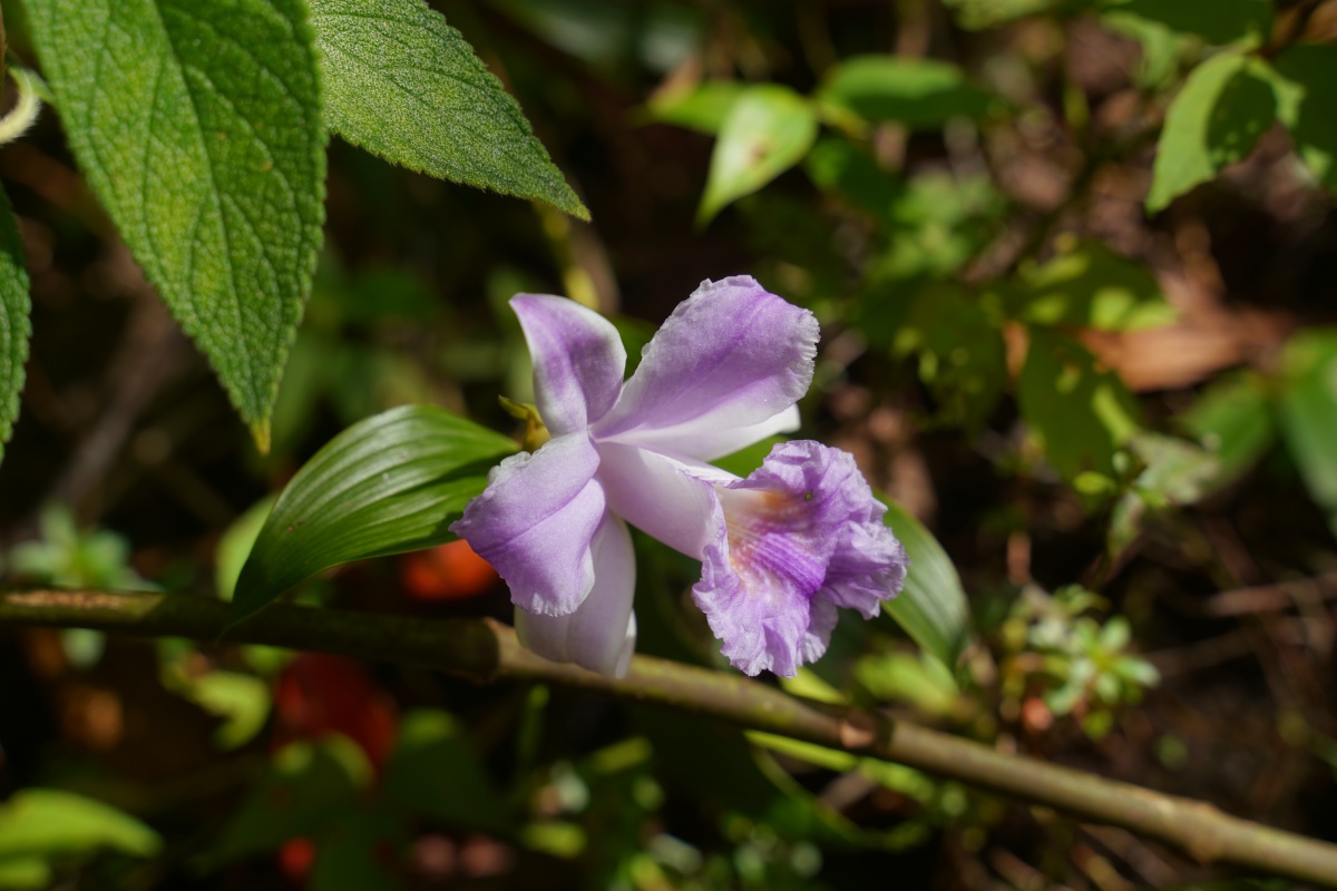 Sobralia-Orchidee im Arenal-Nationalpark