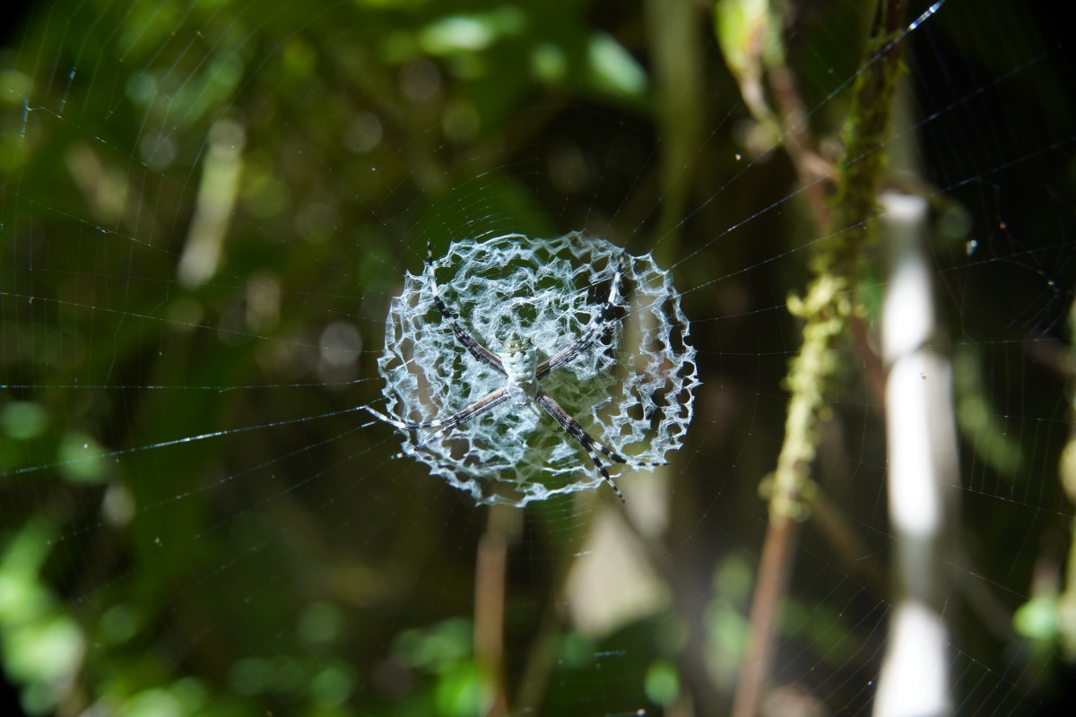 Spinne im Arenal-Nationalpark – wir konnten sie nicht identifizieren