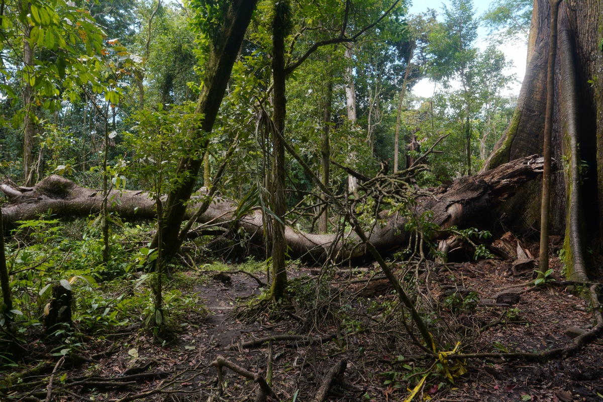 Umgestürzter Kapok-Baum (Götterbaum der Maja) am Weg El Ceibo im Arenal-Nationalpark