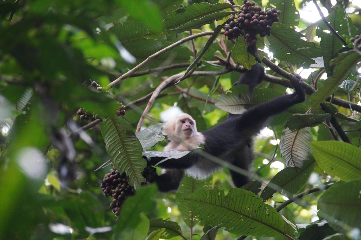 Weißschulter-Kapuzineraffe frisst Früchte eines Baums im Arenal-Nationalpark
