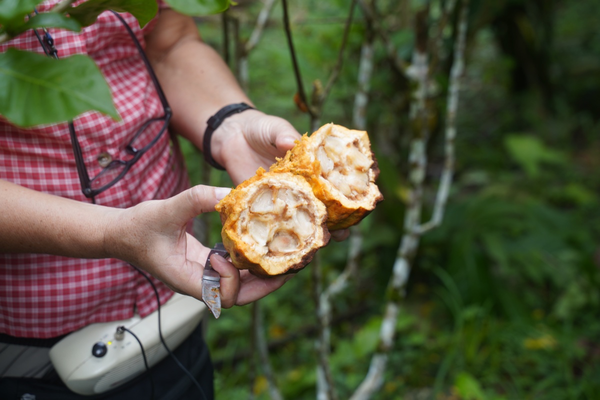 Kakaoschote mit Monilia-Befall