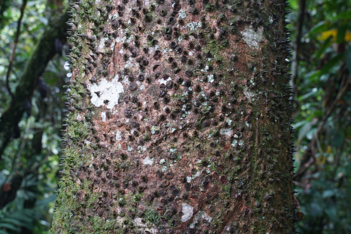 Stachelrindenbaum