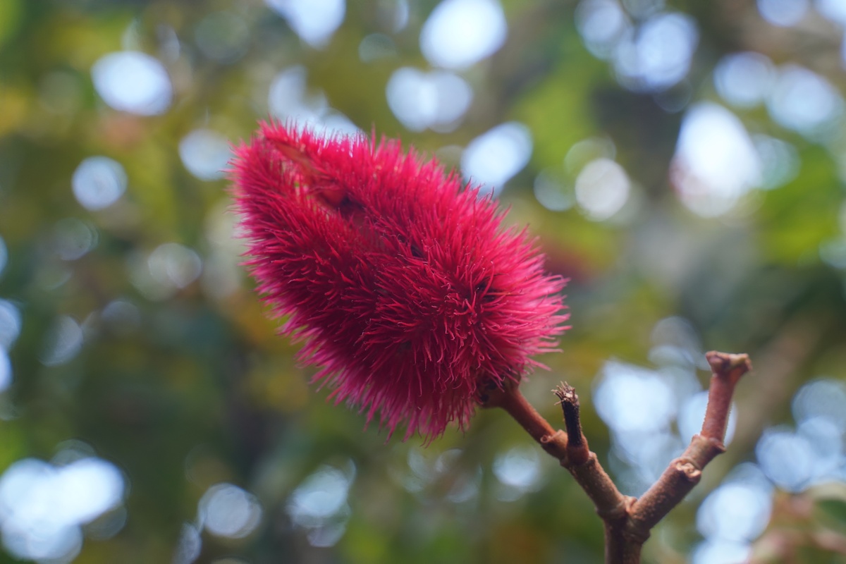 Frucht des Lippenstiftbaums (Annattostrauch)