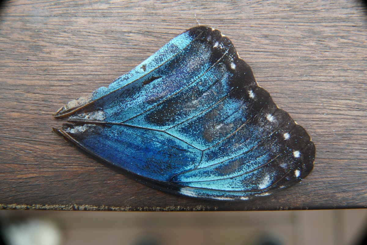 Flügel von Morpho menelaus („Blauer Morphofalter“)