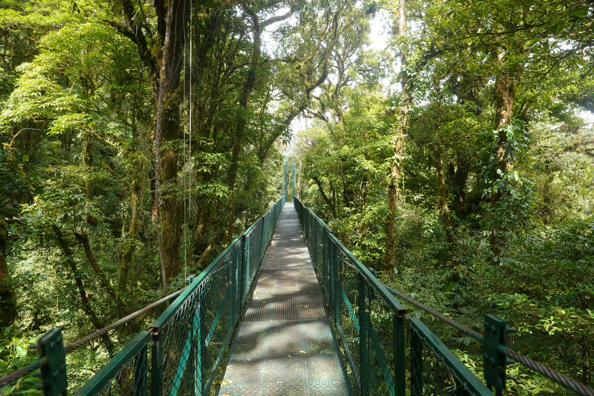 Treetop-Walk (Brücken) des Selvatura Parks bei Santa Elena und Monteverde