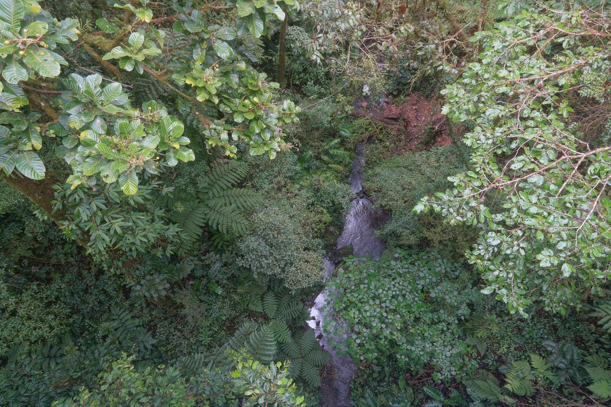 Blick hinab von einer der Treetop-Walk-Brücken des Selvatura Parks bei Santa Elena und Monteverde