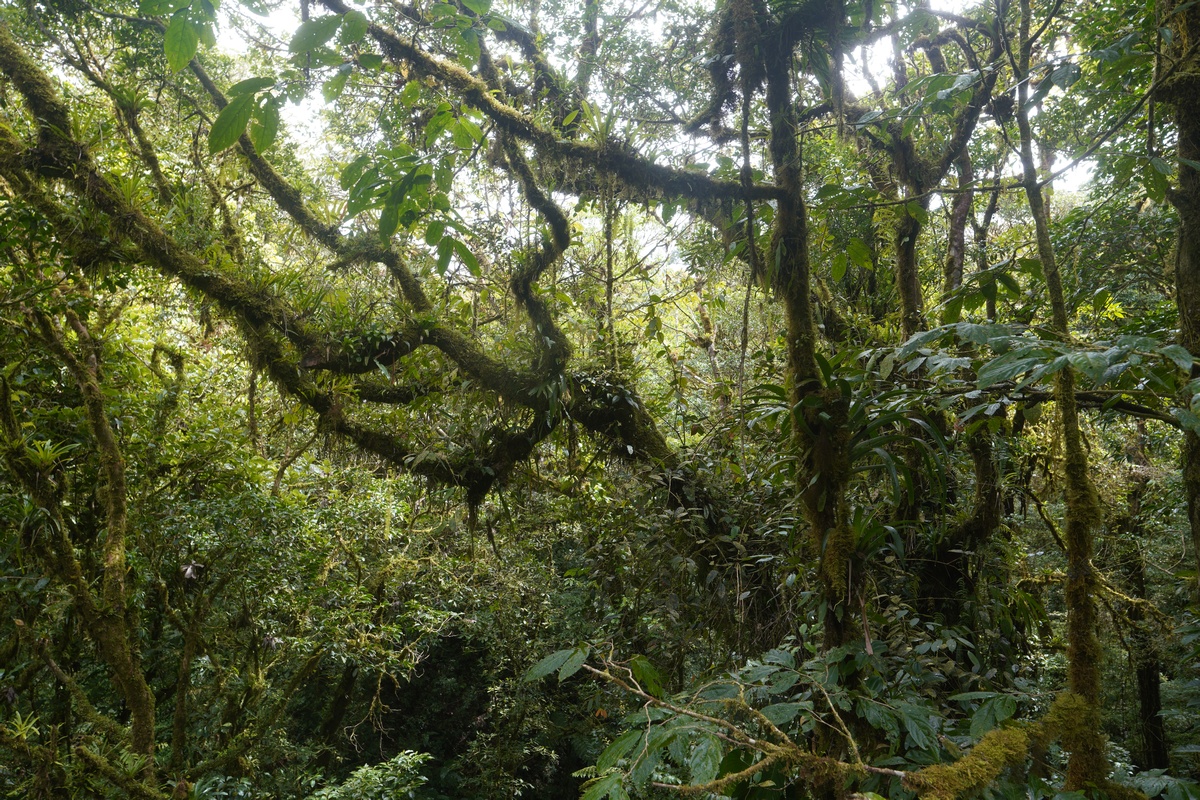 Regenwald zwischen den Treetop-Walk-Brücken des Selvatura Parks bei Santa Elena und Monteverde