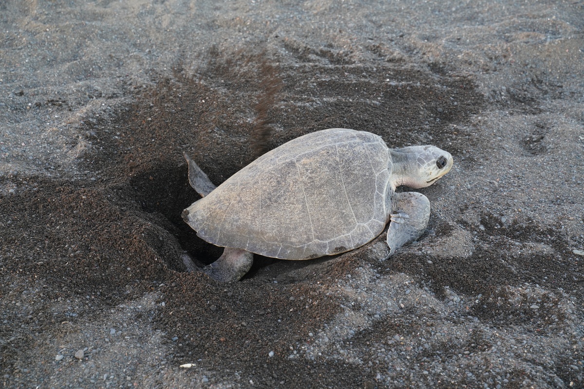 Grüne Meeresschildkröte buddelt ihr Nest am Strand von Ostional