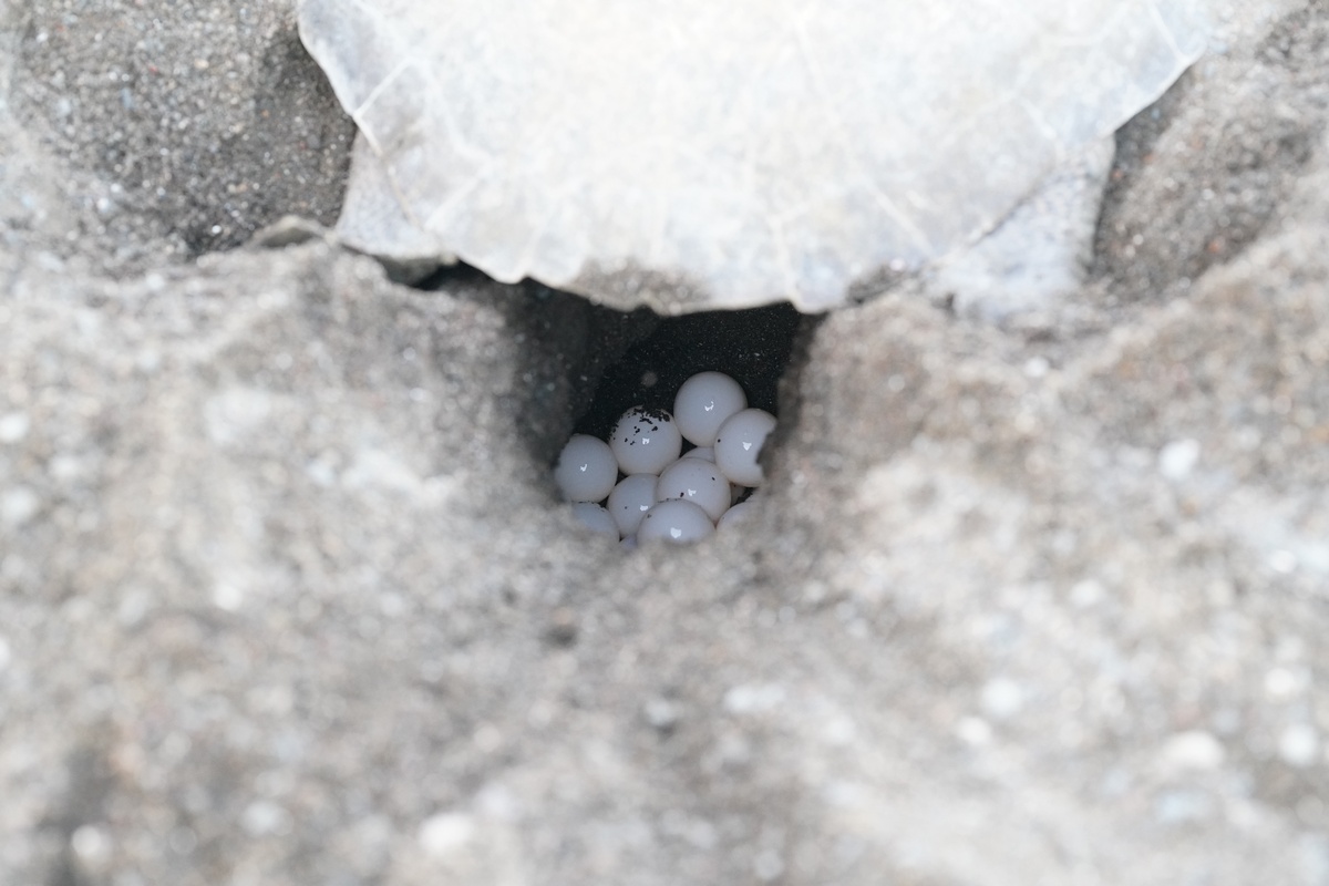 Grüne Meeresschildkröte hat Eier am Strand von Ostional gelegt