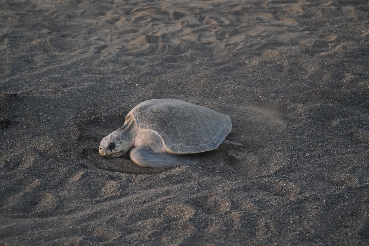 Grüne Meeresschildkröte vergräbt ihr Nest am Strand von Ostional