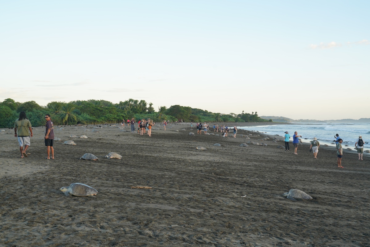 Masseneiablage am Strand von Ostional