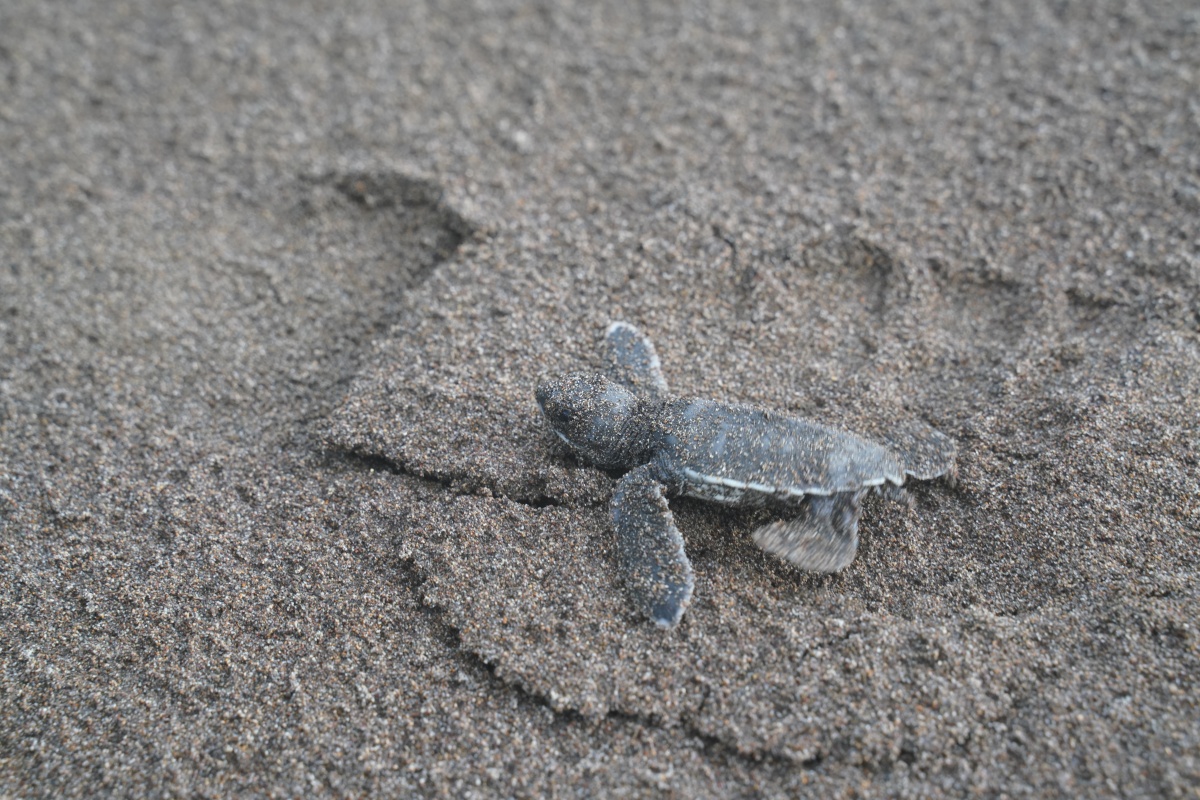 Kleine grüne Meeresschildkröte in Tortuguero