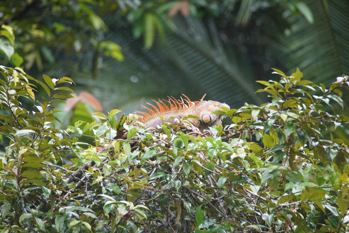 Grüner Leguan im Tortuguero-Nationalpark