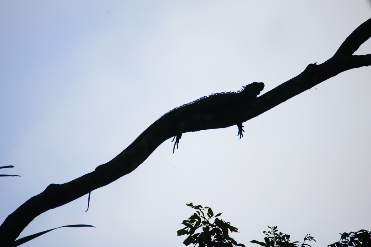 Gegenlichtfoto (Silhouette) eines Leguans im Tortuguero-Nationalpark
