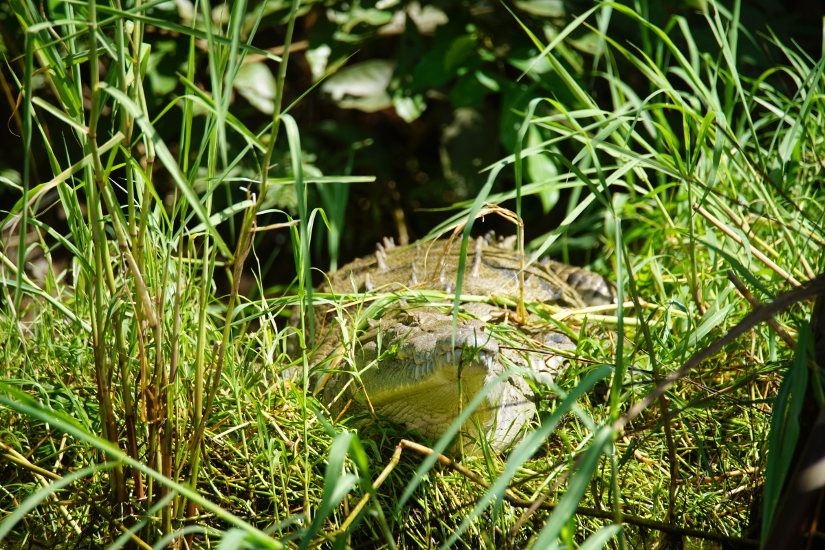 Spitzmaul-Krokodil
