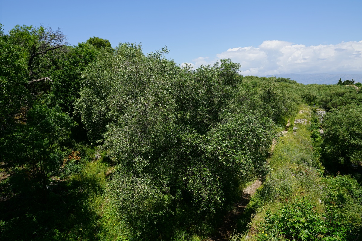 Die byzantinische Festung von Kassiópi auf Korfu ist heute ein Olivenhain
