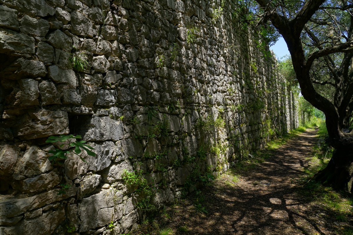Byzantinische Festung von Kassiópi auf Korfu, links die Mauern, rechts ein Olivenbaum