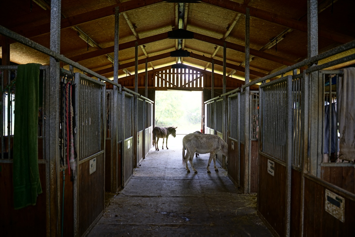 Eselboxen im zentralen Stall von Corfu Donkey Rescue