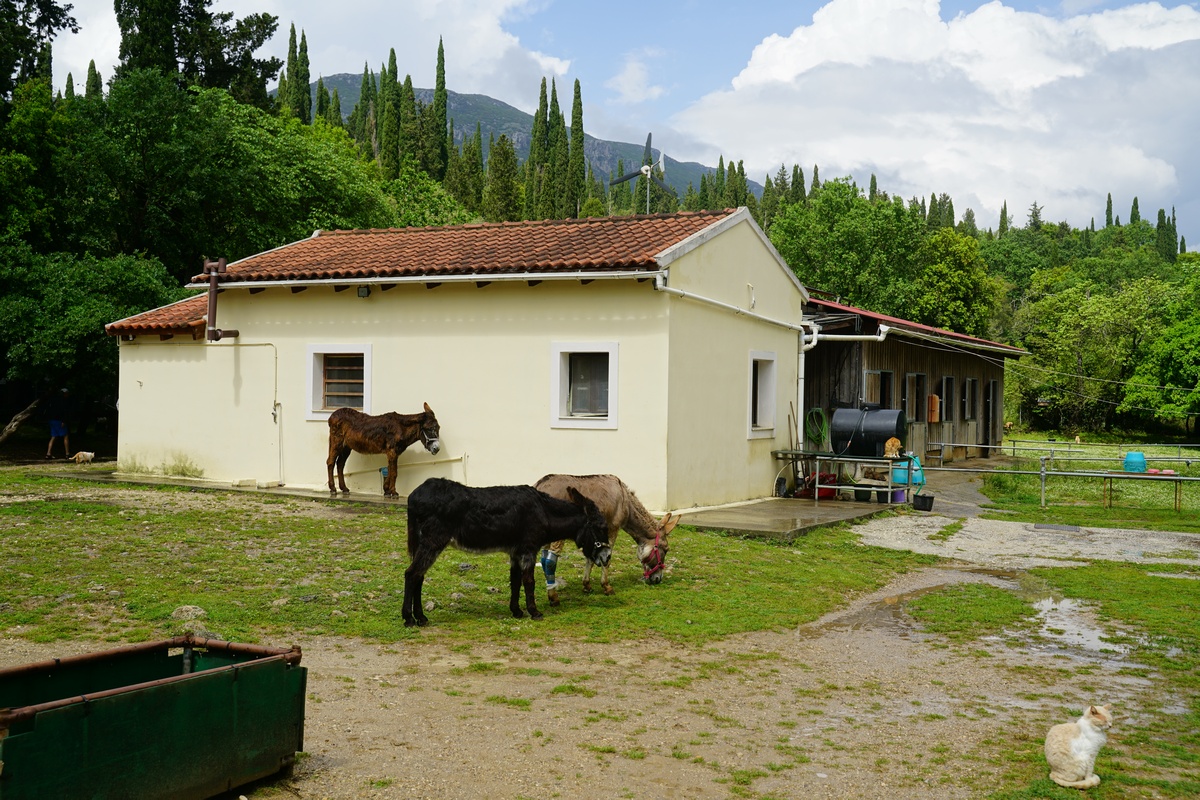 Corfu Donkey Rescue, zentraler Stall