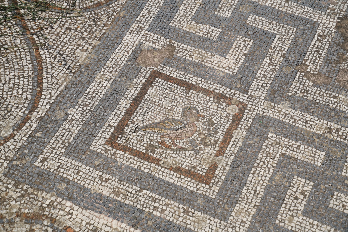 Stockenten-Mosaik in der Agorá von Kos-Stadt
