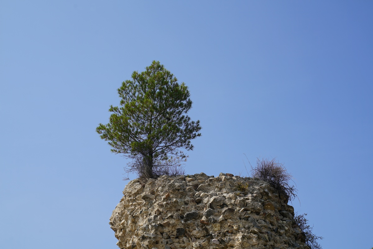 Eine Kiefer wächst in der Westlichen Archäologischen Zone von Kos-Stadt auf einem Mauerrest
