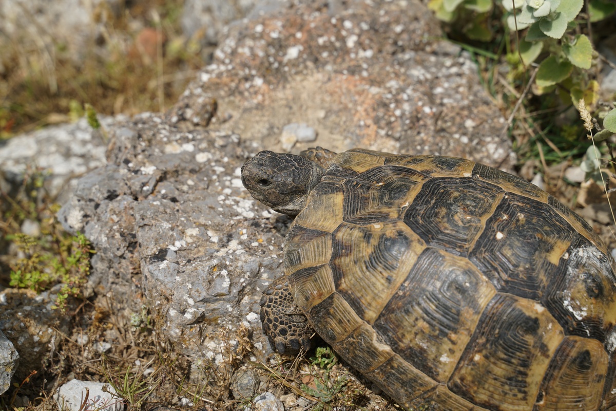Schildkröte in Paleó Pylí auf Kos