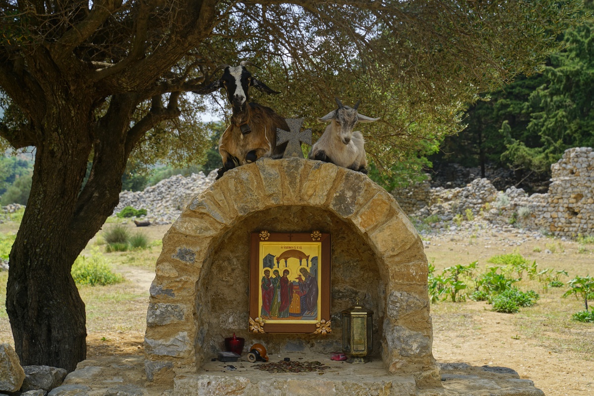 Ziegen auf einem Schrein in Paleó Pylí auf Kos