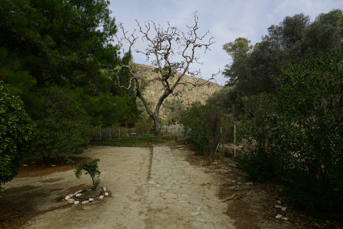 „Immergrüne Platane“ von Górtyna bei Ágii Déka auf Kreta