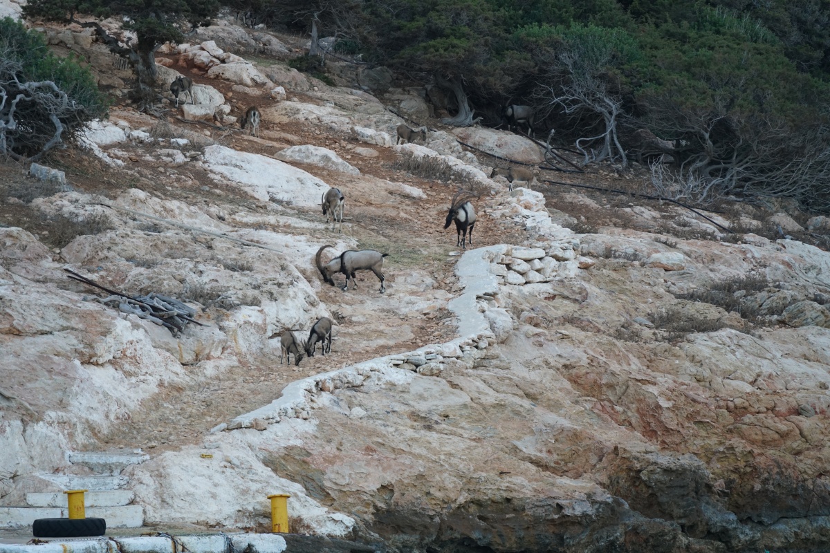 Kretische Wildziegen (Kri-Kri) auf Ágii Pándes bei Ágios Nikólaos auf Kreta