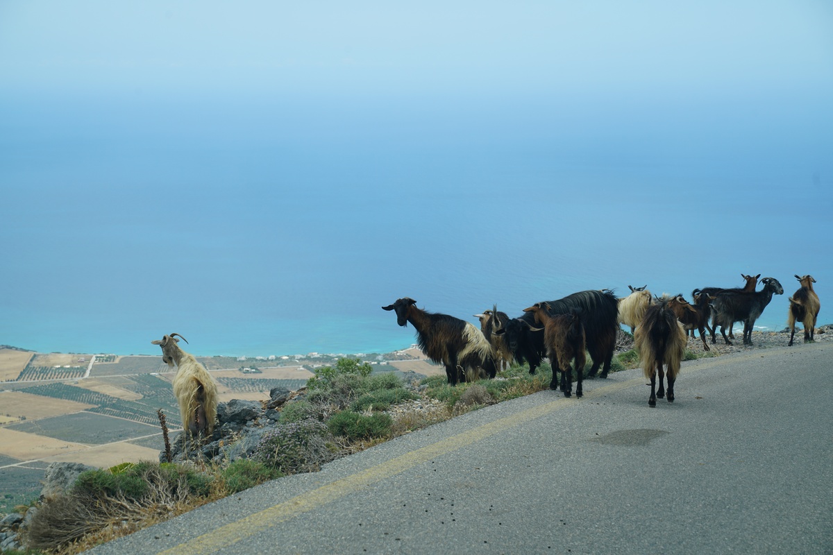 Ziegen an der Serpentinenstraße zwischen Frangokástello und Kallikrátis auf Kreta, im Hintergrund Orthí Ammos