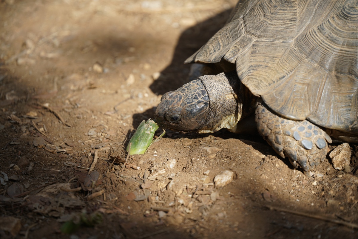 „Augusta“, die Maurische Landschildkröte des Biotopoi Nature Park in Réthymno auf Kreta