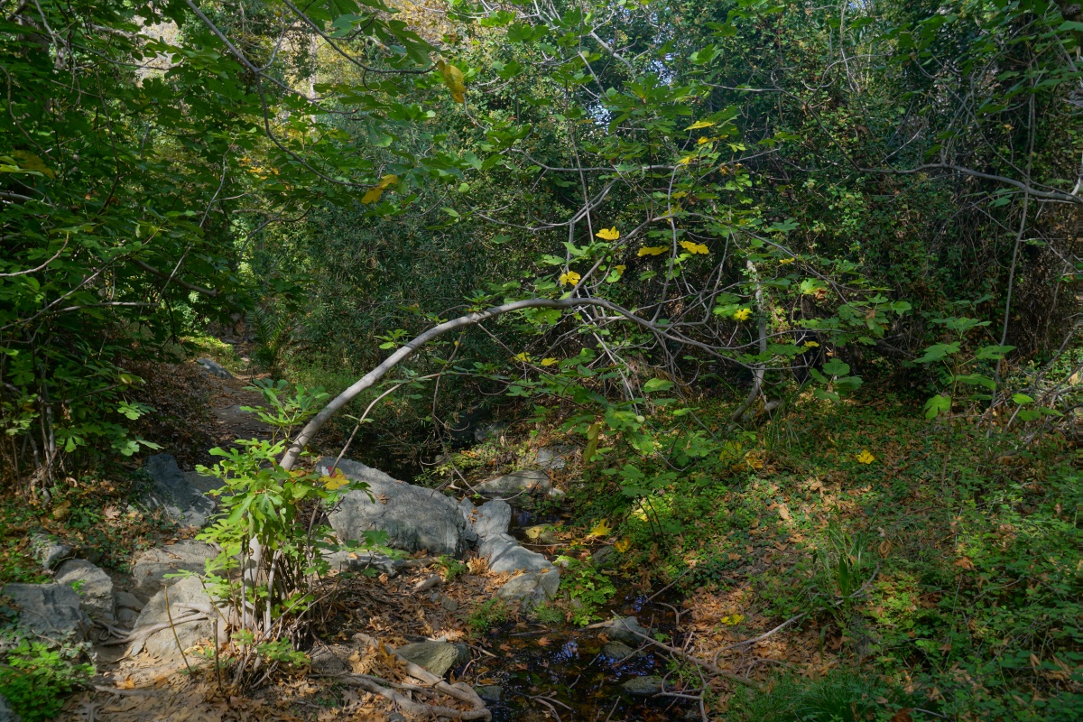 Die Vegetation in der Ríchtis-Schlucht auf Kreta lässt sie wie einen Urwald wirken