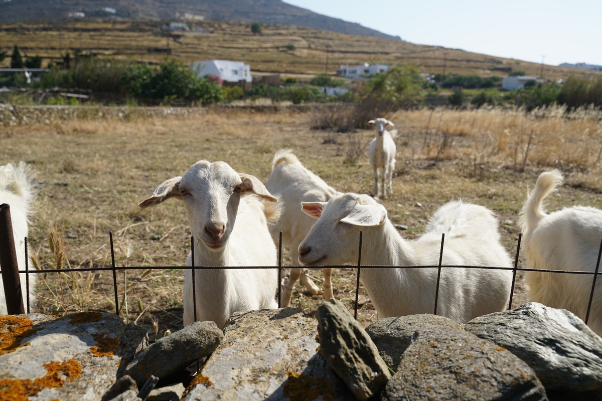 Ziegen in Ágios Sóstis auf Tínos