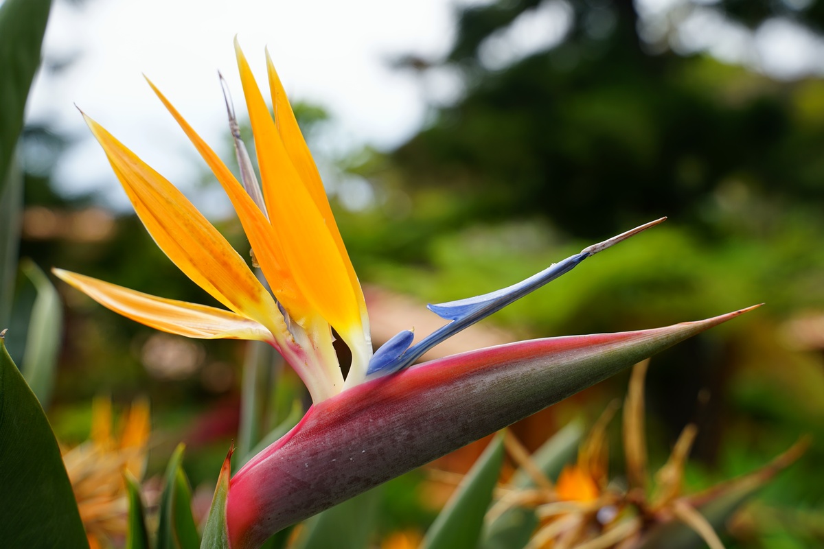 Die Strelitzie eine der für Madeira typischsten Blumen