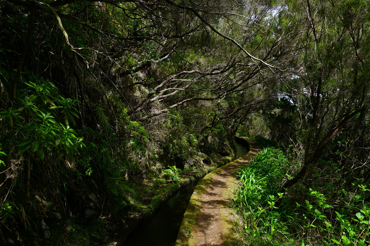 Levada do Norte, Teil des Wanderwegs PR17 Caminho do Pinaculo e Folhadal, auf Madeira