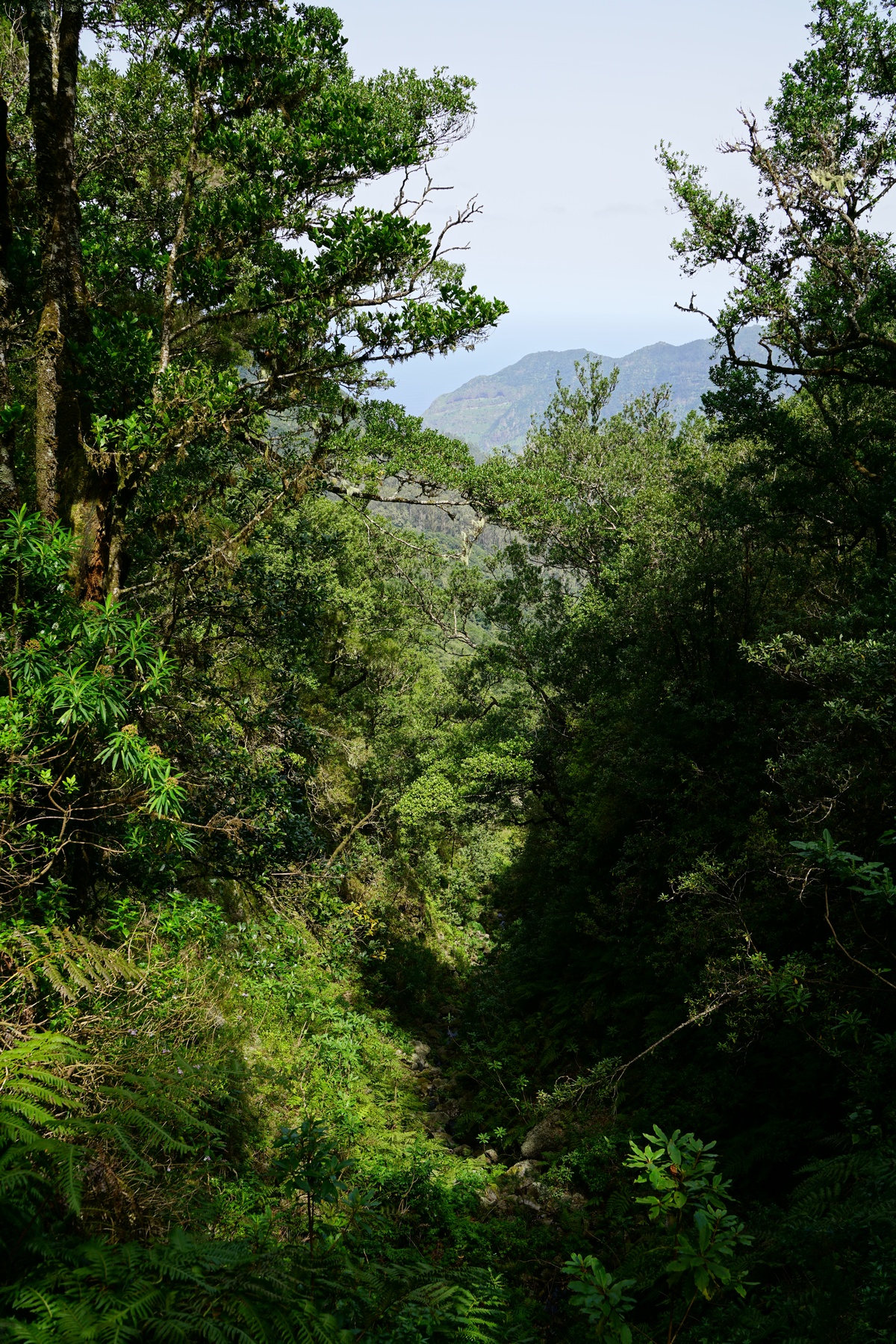 Üppiges Grün an der Levada do Norte, Teil des Wanderwegs PR17 Caminho do Pinaculo e Folhadal, auf Madeira
