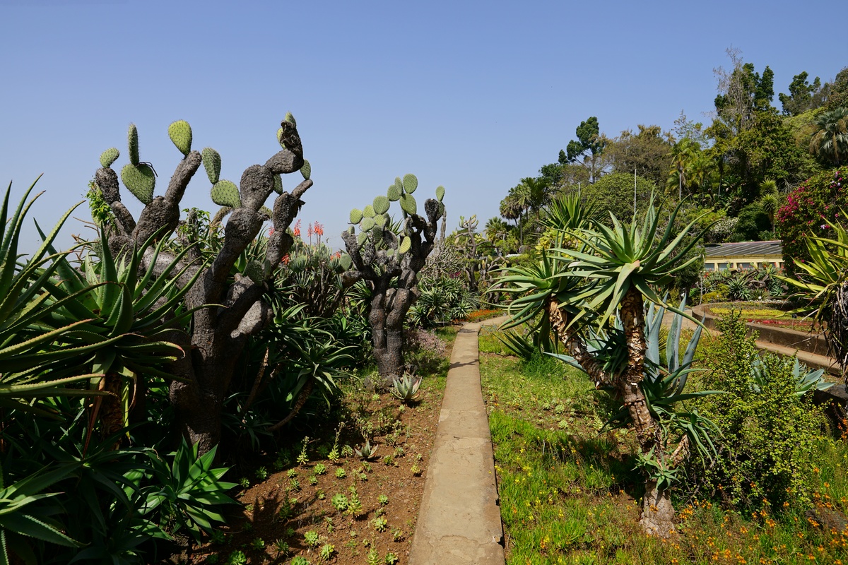 Kakteengarten des Botanischen Gartens von Funchal auf Madeira