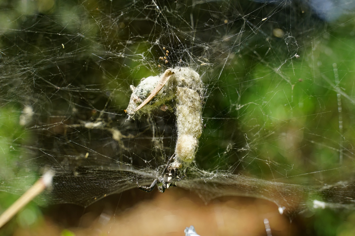 Spinne mit Beute im Botanischen Garten von Funchal auf Madeira