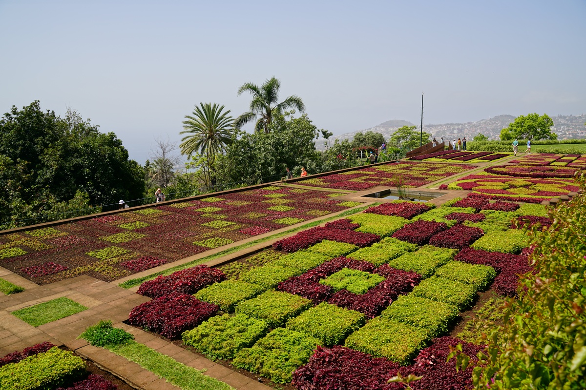 Der Botanische Garten von Funchal auf Madeira ist bekannt für diese kontrastreichen Blumenanpflanzungen