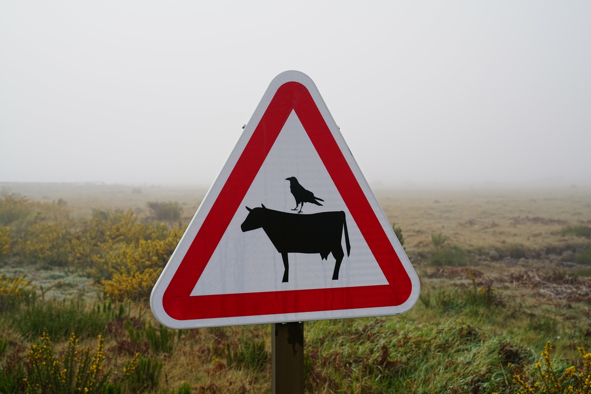 Straßenschild auf Madeira warnt vor eine Kuh mit eine Krähe drauf