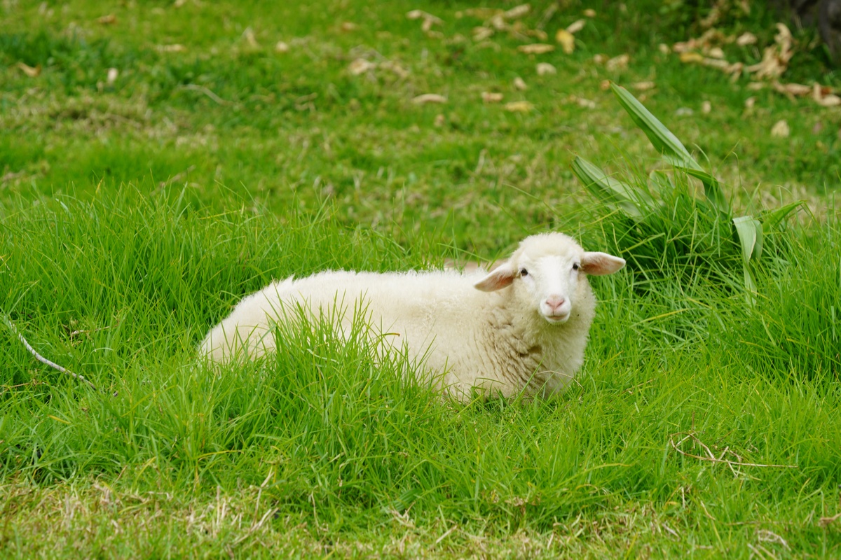 Schaf in Rosário bei Vargem auf Madeira