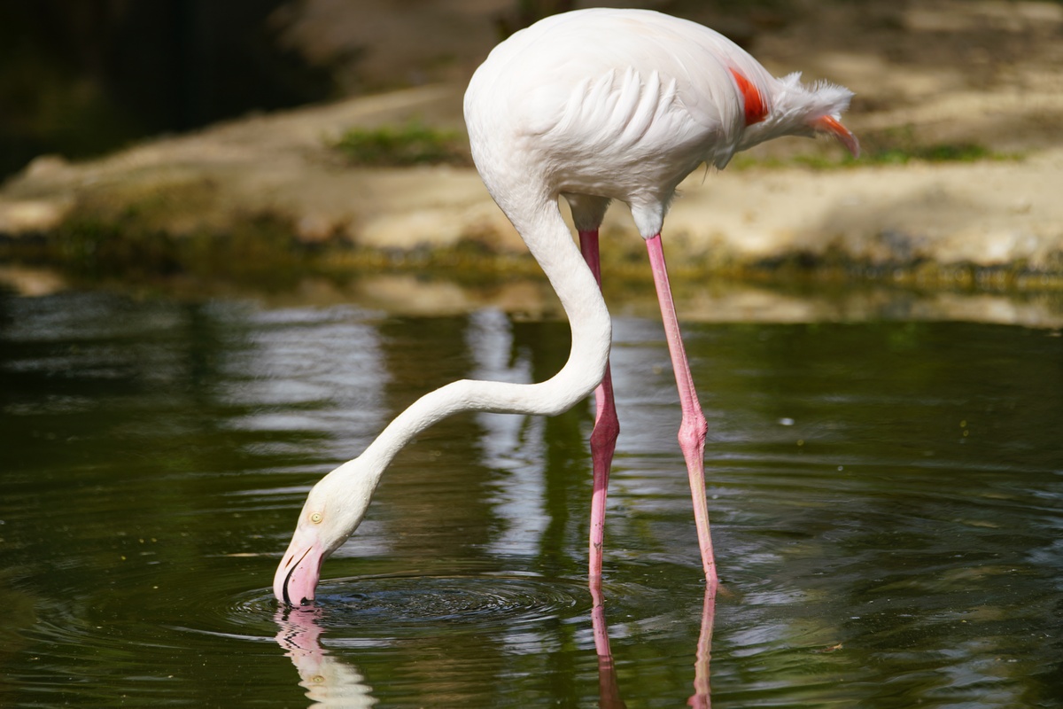 Flamingo in der Quinta das Palmeiras auf Porto Santo