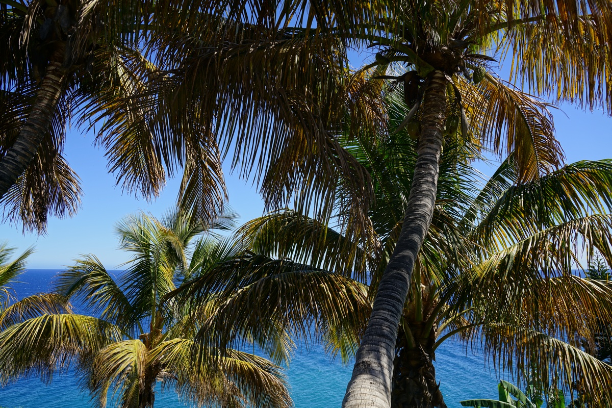 Palmen im Palmetum auf Teneriffa