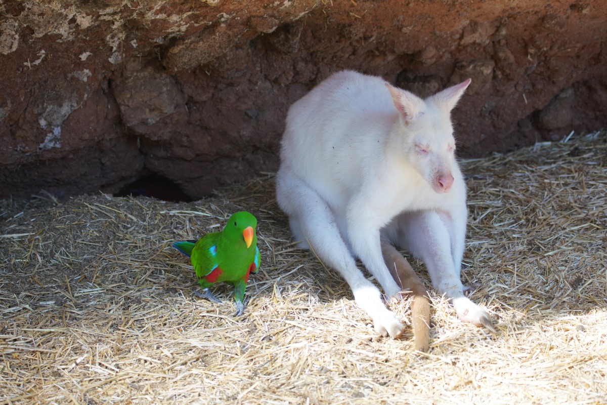Edelpapagei und Albino-Känguru im Maroparque auf La Palma