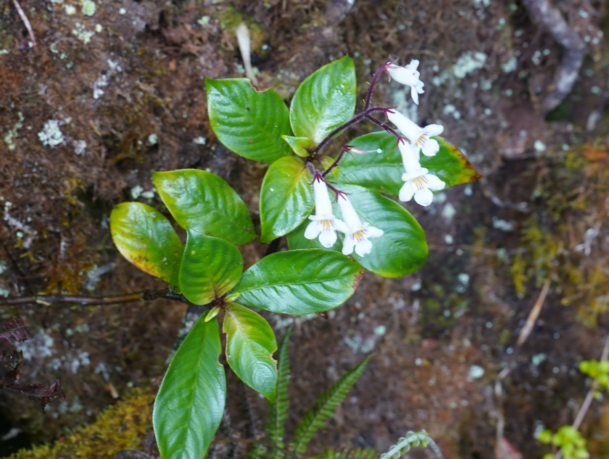 Codonoboea hispida Syn. Henckelia hispida im Mossy Forest bei Tanah Rata in den Cameron Highlands