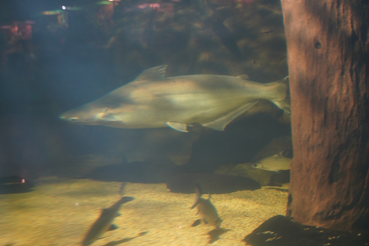 Haiwels (Pangasius). Heißt zwar Hai und sieht auch so aus, ist aber ein „Katzenfisch“ (Welsartiger).