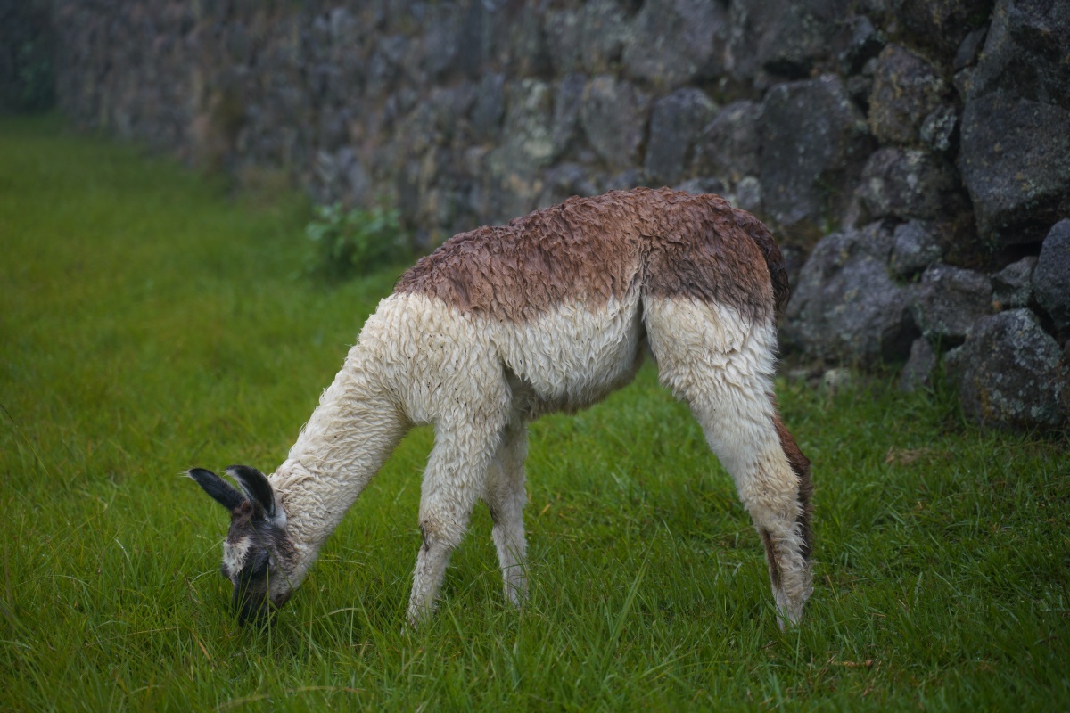 Lamas werden in der Anlage von Machu Picchu zur Landschaftspflege eingesetzt, hier ein junges Lama