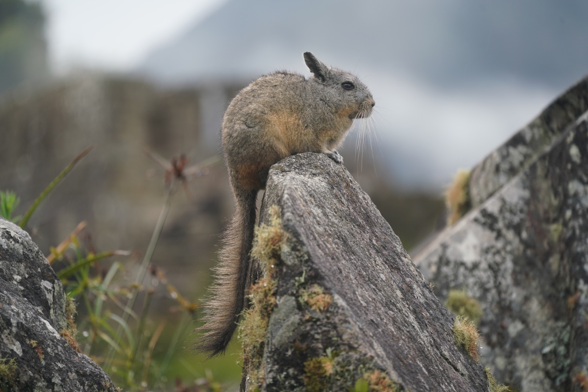 Peruanische Hasenmaus (ein Bergviscacha)